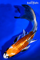 9" KUJAKU BUTTERFLY