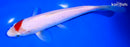 8.5" KOHAKU