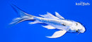 4.75" GINRIN KIKOKURYU BUTTERFLY