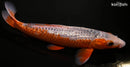 10.5" GINRIN ASAGI