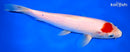 8.5" KOHAKU