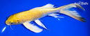 8.75" YAMABUKI OGON BUTTERFLY