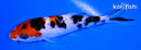 4.5" KUCHIBENI SANKE