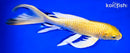 8.75" YAMABUKI OGON BUTTERFLY