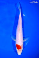 8.5" KOHAKU