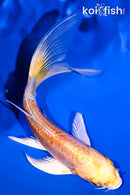 5" DOITSU GINRIN YAMABUKI OGON BUTTERFLY