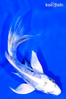 4.75" GINRIN KIKOKURYU BUTTERFLY