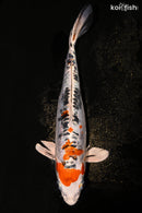 11" HEISEI NISHIKI