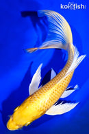 8.75" YAMABUKI OGON BUTTERFLY
