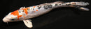 11" HEISEI NISHIKI