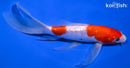7.75" GINRIN KOHAKU BUTTERFLY