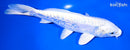 7.25" DOITSU PLATINUM OGON