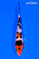 4.5" KUCHIBENI SANKE