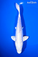 7.25" DOITSU PLATINUM OGON