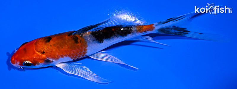 5.25" YAMATO NISHIKI BUTTERFLY