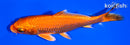 5.5" ORENJI OGON