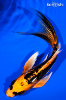 6" BENI KIKOKURYU BUTTERFLY
