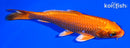 5.5" ORENJI OGON