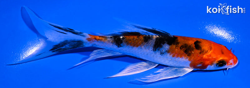 5.25" YAMATO NISHIKI BUTTERFLY