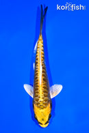 5.75" KIN KIKOKURYU