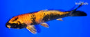 7.5" KIN HI UTSURI