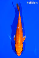 5.5" ORENJI OGON