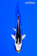 4.5" KUJAKU