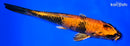7.5" KIN HI UTSURI