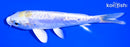 5.5" DOITSU LEMON HARIWAKE