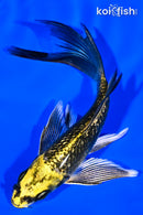 5.5" GINRIN KI MATSUBA BUTTERFLY