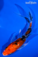 5.25" YAMATO NISHIKI BUTTERFLY