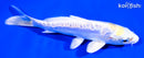 5.5" DOITSU LEMON HARIWAKE