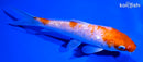 5.75" GINRIN KOHAKU