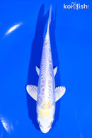 5.5" DOITSU LEMON HARIWAKE