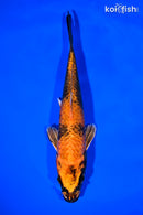 7.5" KIN HI UTSURI