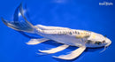 11" KIN KIKOKURYU BUTTERFLY