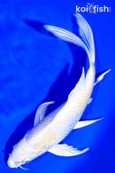8.75" HARIWAKE BUTTERFLY