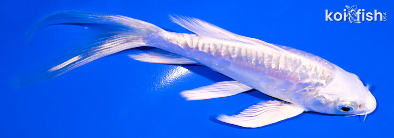 5.5" GINRIN ARAGOKE PLATINUM OGON BUTTERFLY