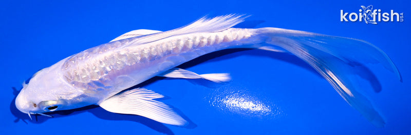 5.5" GINRIN ARAGOKE PLATINUM OGON BUTTERFLY