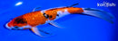 9" GINRIN SANKE BUTTERFLY