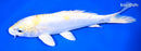 8" DOITSU LEMON HARIWAKE