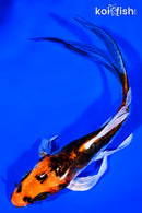 6" BENI KIKOKURYU BUTTERFLY