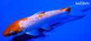 5.75" GINRIN KOHAKU