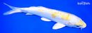 8" DOITSU LEMON HARIWAKE