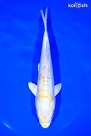 8" DOITSU LEMON HARIWAKE