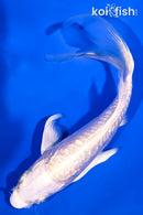 5.5" GINRIN ARAGOKE PLATINUM OGON BUTTERFLY