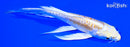 5" DOITSU LEMON HARIWAKE BUTTERFLY