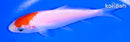 5" KOHAKU