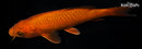 7.75" CHAGOI