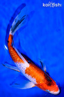 9" GINRIN SANKE BUTTERFLY